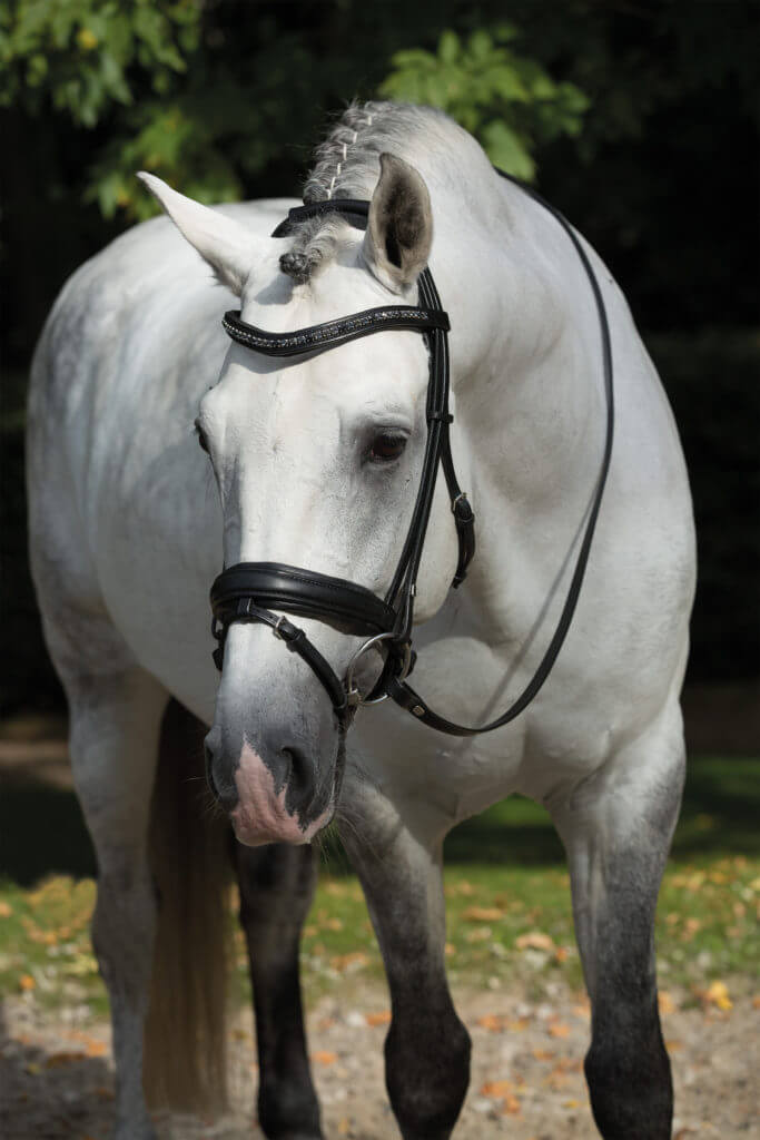 Ein Schimmel steht vor parkähnlichem Hintergrund, das Pferd ist mit einer Hennig Trense nach Maß aufgezäumt. Die Trense ist aus schwarzem Leder gefertigt und schwarz unterlegt. Hennig, Trensen und Kandaren werden im Genick verstellt, so gibt es keine Schnallen an den Seiten.